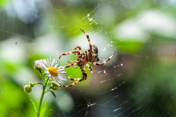 La belleza y la bestia - una espeluznante gran araña macro en su touc web — Foto de Stock