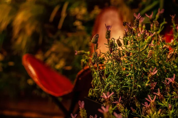 Salvia virágok meleg fényben színes belső a tompa új — Stock Fotó