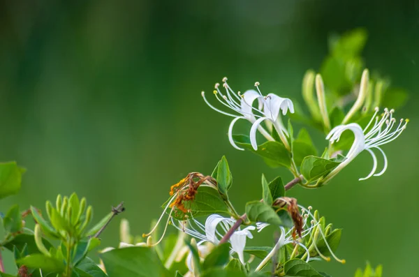 Primer plano de las flores de madreselva blanca o leñosa en verde borroso — Foto de Stock