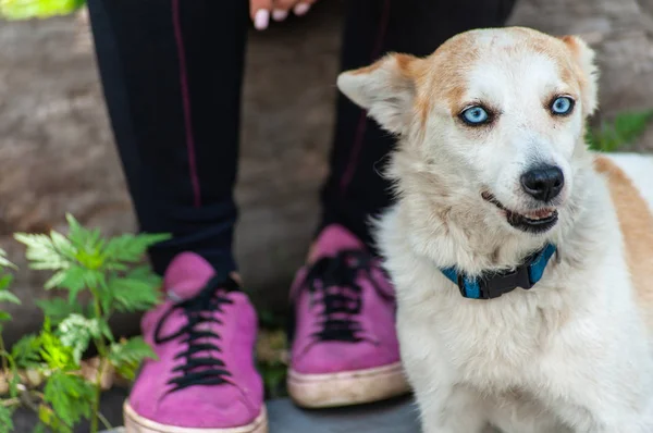 Blåögda hund sittplats nära unga flickans ben i sport outfit och — Stockfoto