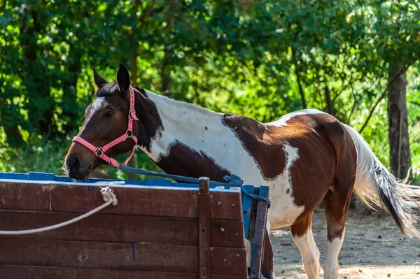 Single brown pinto horse with a short mane on the green forest b — Stock Photo, Image