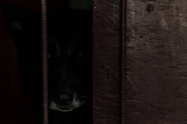 Spójrz z więzienia-Sad czarny Mongrel pies patrząc z głębokim o — Zdjęcie stockowe