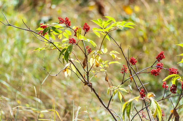 Vörös bogyós gyümölcsök egy bokor a Forrest — Stock Fotó