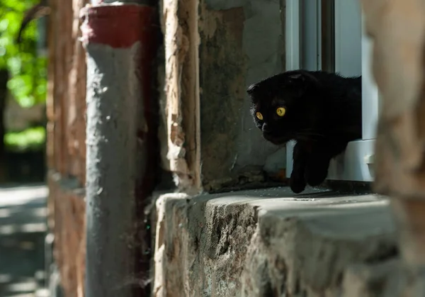 창턱에 황금 눈을 가진 검은 고양이와 찾고 t — 스톡 사진