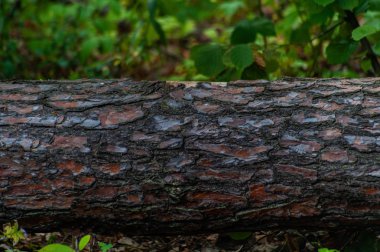 Yatay çam gövde forrest yatıyor - bac için iyi bir resim