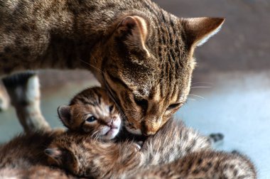 Sevimli ve gri kedi anne küçük kedi yavruları, düşük anahtar yalıyor  