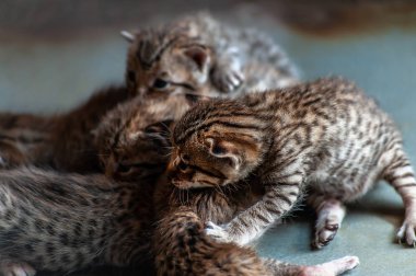 yerdeki küçük yavru kedi