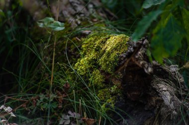 Forrest yeşil yosun ile bir kütük