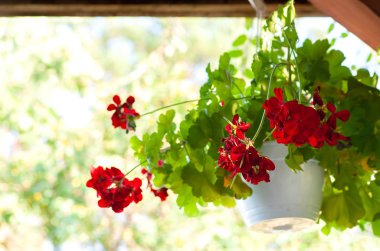 yaz bahçesi backg üzerinde çiçek açan pelargonium beyaz saksı