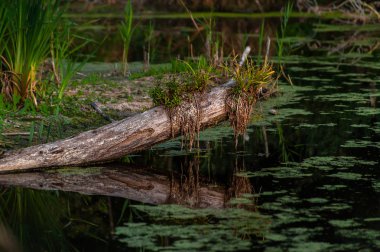 Göl veya bataklık siyah w yansıyan eski ağaç gövdesi ile Peyzaj