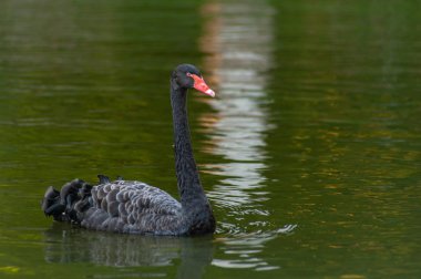 Yeşil göl suyunda bir siyah kuğu, yakın çekim  
