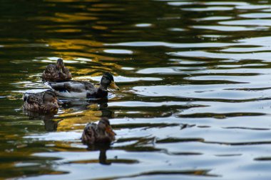 Karanlık bir göl suyunda bir drake ve üç ördek 
