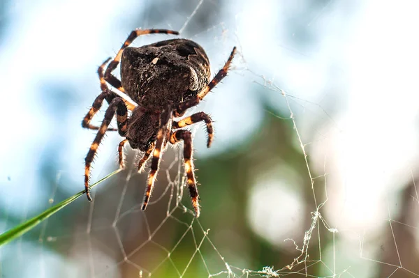 Espeluznante araña grande de cerca y su web sobre fondo borroso — Foto de Stock