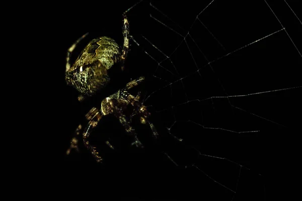 Gran araña en la noche con un pedazo de su tela, negro aislado — Foto de Stock