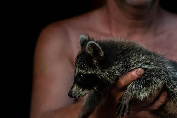 En man med grov och håriga händer som innehar Raccoon baby, svart ISO — Stockfoto