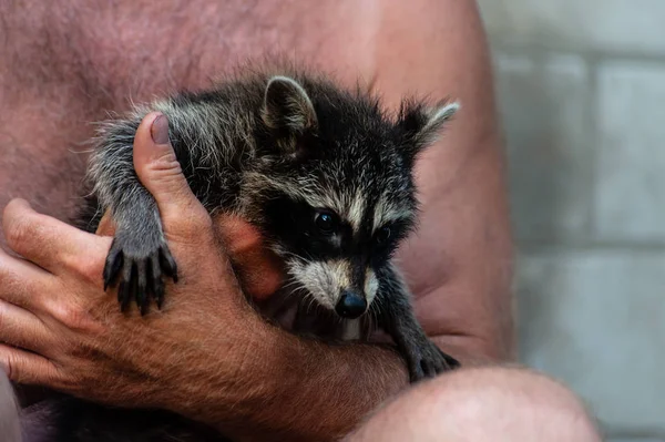 En man med grov och håriga händer som innehar Raccoon baby — Stockfoto
