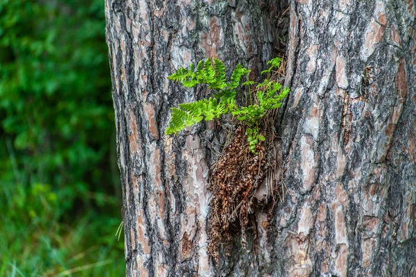 Папороть росте на сосновому дереві - будь собою і йди своїм шляхом — стокове фото