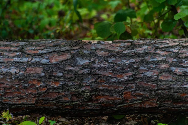 Οριζόντιος κορμός πεύκο βάζει στο δάσος-καλή εικόνα για BAC — Φωτογραφία Αρχείου