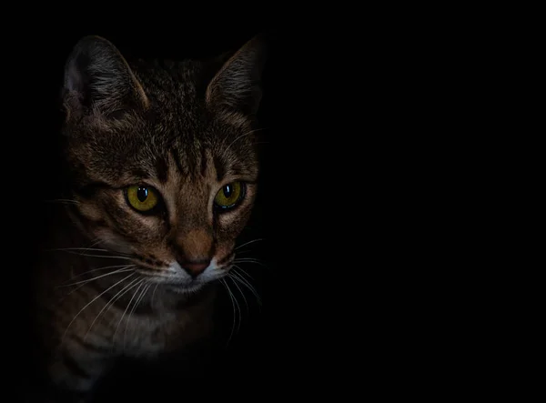 Yellow striped cat's head with green eyes, isolated on black — Stock Photo, Image