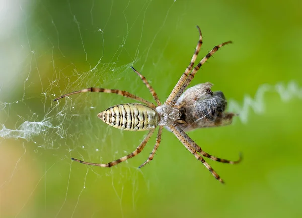 Una araña y su presa, primer plano sobre fondo horizontal verde claro — Foto de Stock