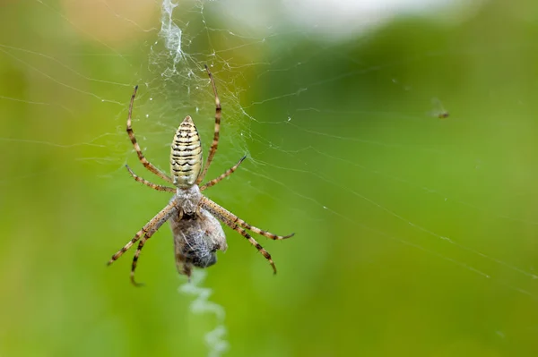 Una araña y su presa, primer plano sobre fondo verde claro con p — Foto de Stock