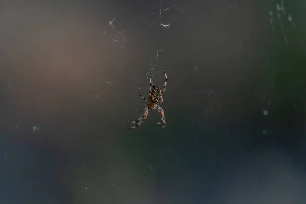 Spindel i nätet — Stockfoto
