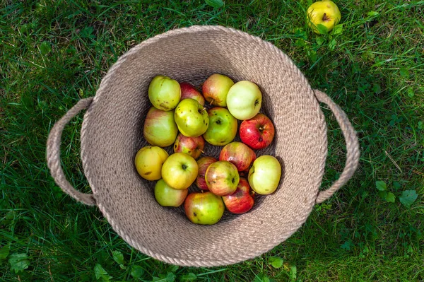 jute basket with apples on green grass background