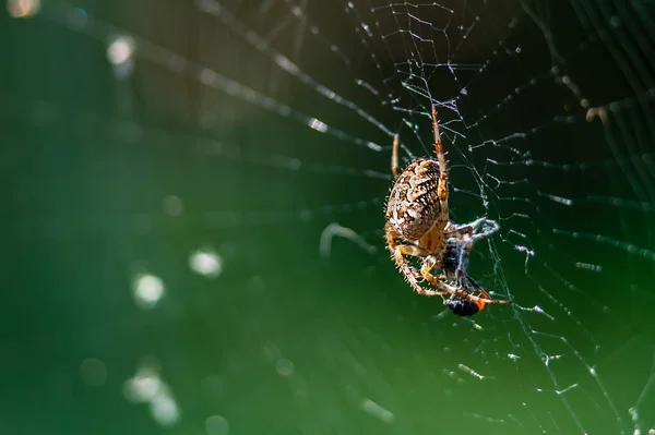 Macro de araña grande con mosca atrapada por la web en verde borroso — Foto de Stock