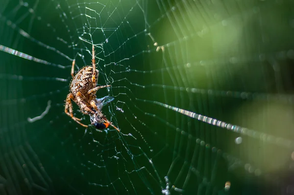 Macro de araña grande con mosca atrapada por la web en verde borroso — Foto de Stock