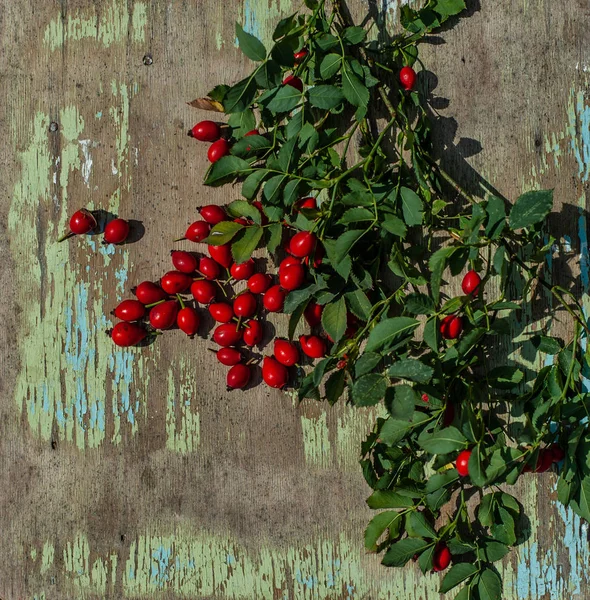 Dog-rose sprig com bagas vermelhas na superfície de madeira colorida gasto — Fotografia de Stock