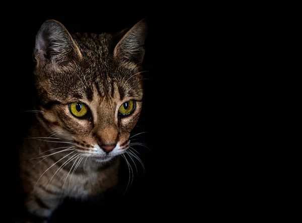 黄色条纹猫的头与绿色的眼睛，孤立在黑色 — 图库照片