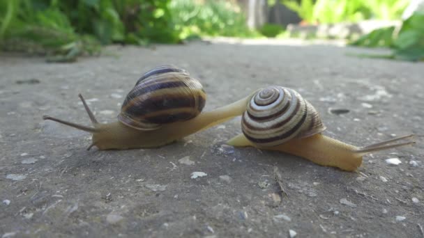 Deux escargots rampent sur fond de pierre. Cochleas rampent l'un sur l'autre. vue rapprochée — Video