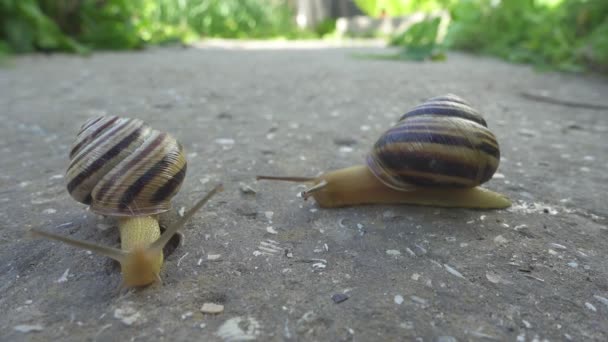 Deux escargots rampent sur fond de pierre. Cochleas rampent l'un sur l'autre. vue rapprochée 