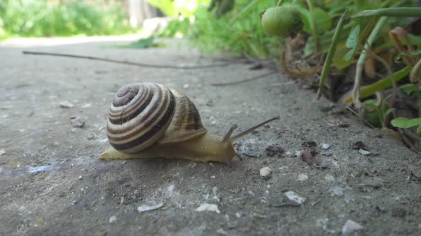 蜗牛爬在石头的背景上。耳蜗在地上爬行。关闭视图 — 图库视频影像