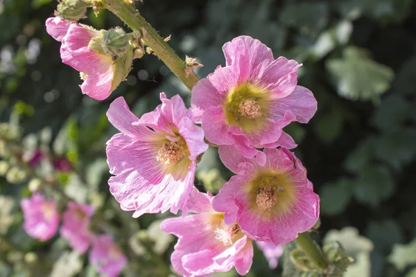 Foto van de tak van roze bloemen. Close-up — Stockfoto