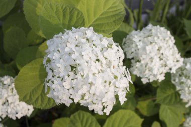 Şube ortanca beyaz çiçek fotoğrafı. Yakın çekim