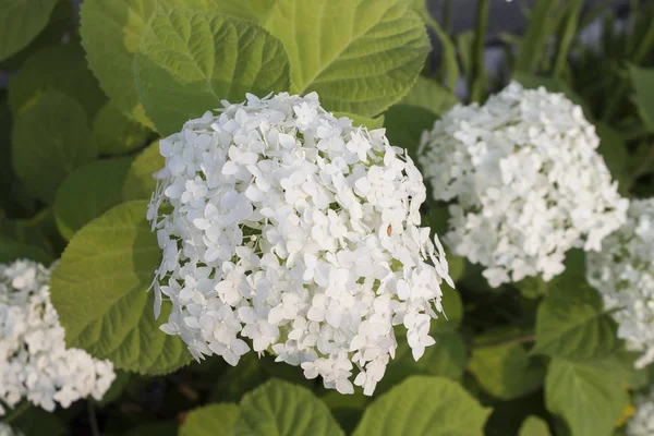 Şube ortanca beyaz çiçek fotoğrafı. Yakın çekim