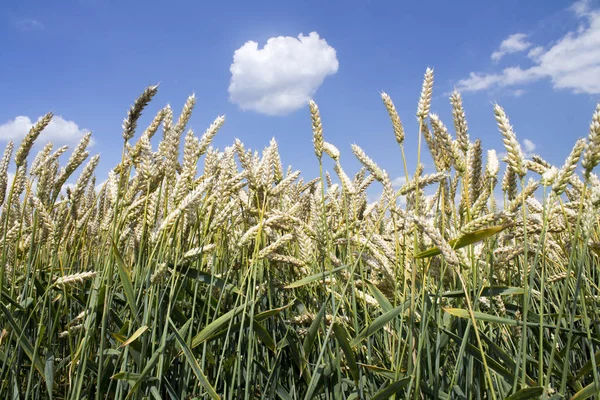 Foto van tarweveld en blauwe bewolkte hemel op zonnige dag — Stockfoto