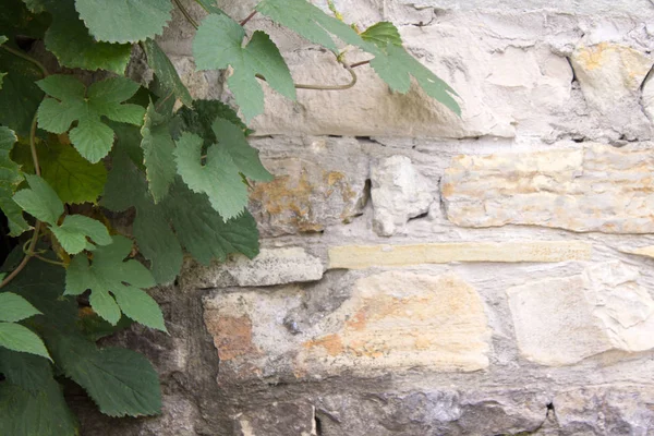 Photo of old brick wall and grape leafs background — Stock Photo, Image