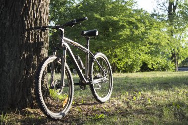 Modern spor bisiklet fotoğrafı ormandaki ağaç yakınındaki Park etmiş. Yaz saati