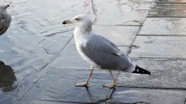 Seagull wandelen op het San Marco plein in Venetië, Italië — Stockvideo