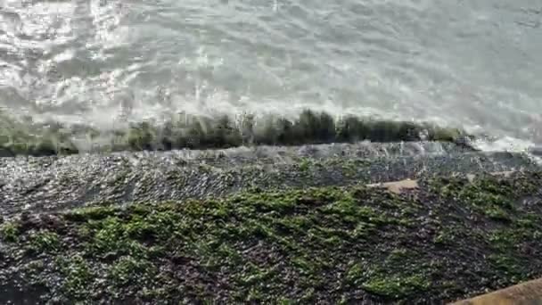 Groene algen op een stenen trappen op de zee of Oceaan kust. — Stockvideo