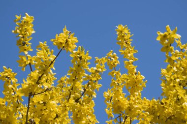 Blooming Forsythia. Bahar arka planı. Sarı çiçekler ağaç brunches