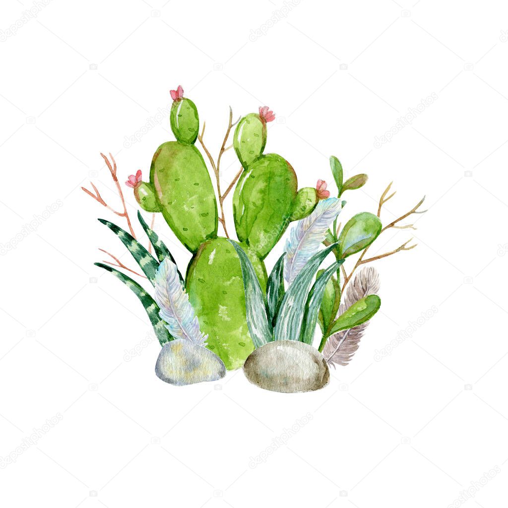 Watercolor cactuses with branches and feathers. Succulents isolates on the white background. Hand-drawn watercolor illustration of green succulent, cactus plants, flowers.