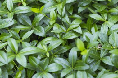 Bitkiler ve çiçekler köy bahçesinde