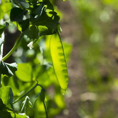 Bitkiler ve çiçekler köy bahçesinde