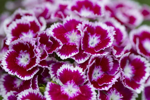 Bitkiler ve çiçekler köy bahçesinde