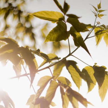 parlak güneş batımında yeşillik aydınlatır