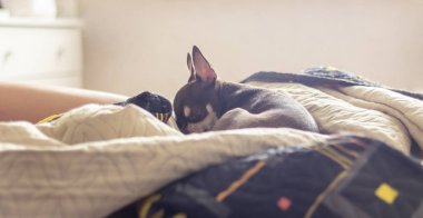 Küçük köpek battaniyeli yatakta uyuyor, kahverengi Chihuahua.