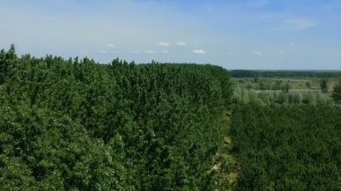 Hava dron görüntüleri üzerinde yaprak döken orman inerler